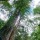 2021-09-25 輕鬆漫步巨木國度~拉拉山神木區，順遊馬里光瀑布